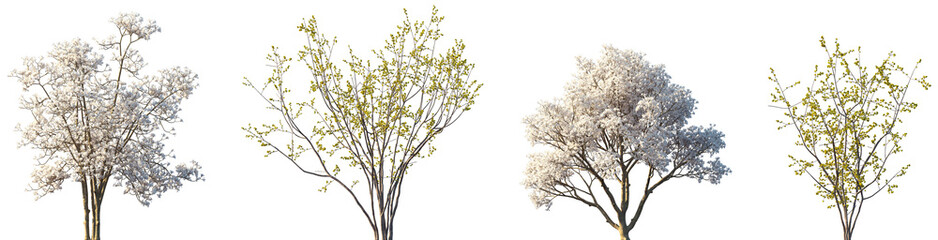 Set of Yulania denudata and Chimonanthus praecox blossoming trees frontal isolated png on a transparent background perfectly cutout © Viktoria