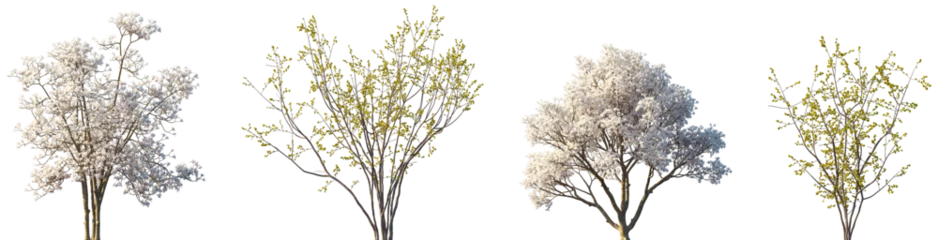 Fototapeten Magnolie Set of Yulania denudata and Chimonanthus praecox blossoming trees frontal isolated png on a transparent background perfectly cutout  © Viktoria