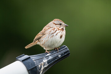 Female house sparrow perched on a water nozzle