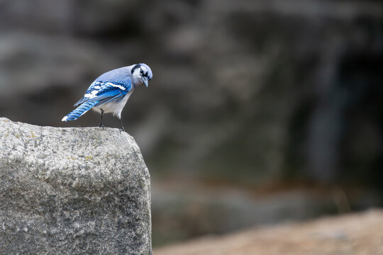 bBlue jay perched on rock looking back over shoulder