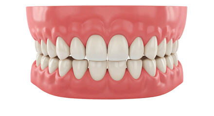 Dental model showcasing human teeth alignment