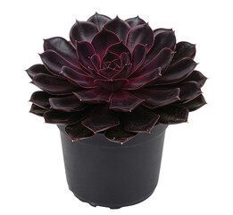 Unique succulent with dark leaves in a pot