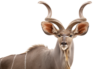 Majestic Kudu Antelope A Stunning Portrait of Wildlife
