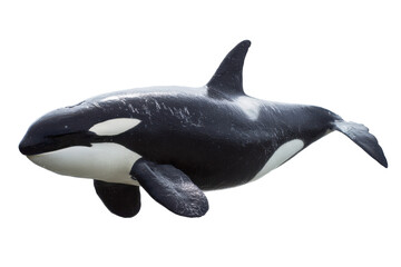 Majestic Orca Whale Stunning Black and White Marine Mammal