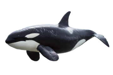 Majestic Orca Whale Stunning Black and White Marine Mammal