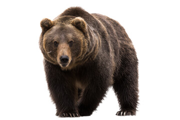 Majestic Brown Bear A Powerful Symbol of Wilderness