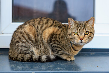 Striped tabby cat sitting alertly on gray surface near window