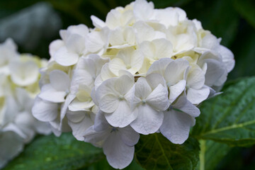 純白の囁き - 密やかに咲く.初夏の夢