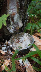 pine tree sap tapping