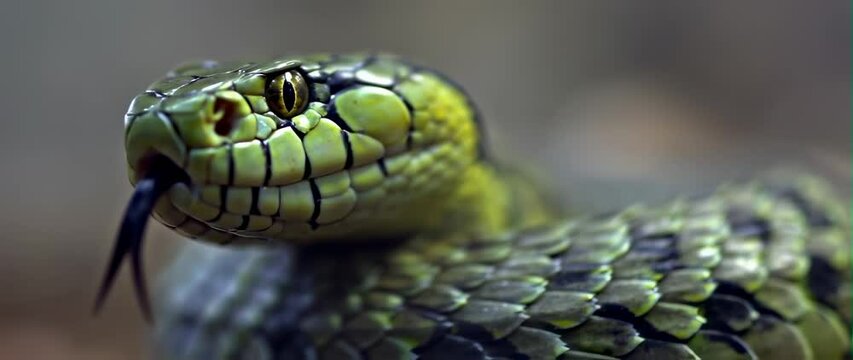 Anamorphic video Closeup pit viper with natural wildlife background