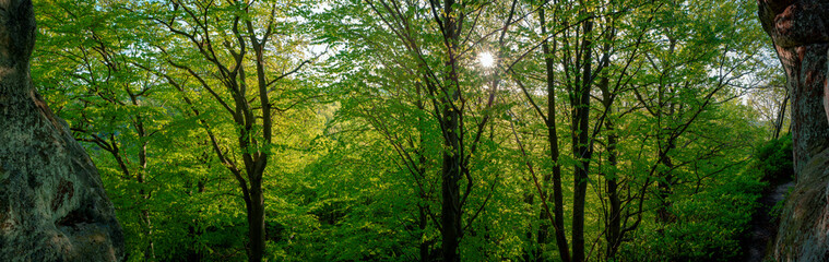 Beauitful green forest photo. Pine trees and a path in the forest. Summer mountain background. Rila mountain, Bulgaria
