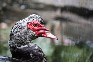 Muscovy duck at the pond