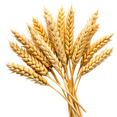 Golden Wheat Sheaves isolated on transparent baackground