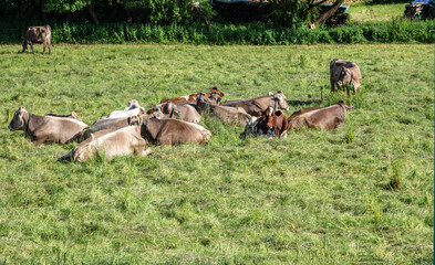 Brown Cow walking on the green meadow