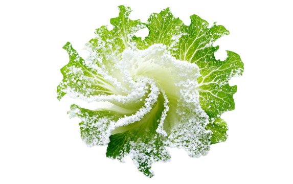 Fresh endive leaves spiraling gracefully into a delicate white snowflake shape creating a natural artistic pattern isolated on transparent background PNG