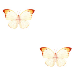 Butterfly, yellowish dark tipped wings, hand-painted watercolor seamless pattern isolated on white. Ideal for wedding invitations, spring stationery, logo design, packaging feminine branding projects