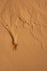 A sandy beach with a small, dark object in the sand. The object is a small, dark, and twisted root