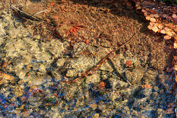 Sunlit autumn leaves beneath clear water stream with rocky bottom