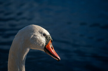 portrait of the head of a swan eating food on the shore
