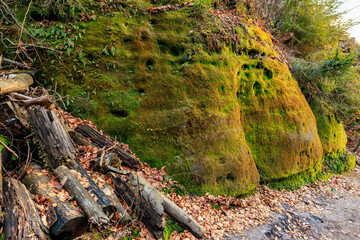Moss-covered rock face with fallen logs in lush forest setting