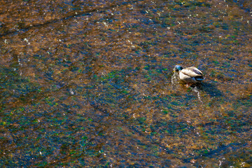 Solitary duck wading in vibrant riverbed