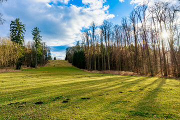Captivating forest edge and sunlight in scenic open field landscape
