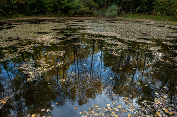 Panorama of autumn trees near the lake. Blue sky.