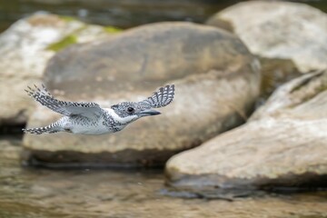 清らかな渓流をバックに颯爽と飛ぶヤマセミ