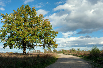 Obraz premium A lonely tree in a green field against a warm sky. The path to my goal.