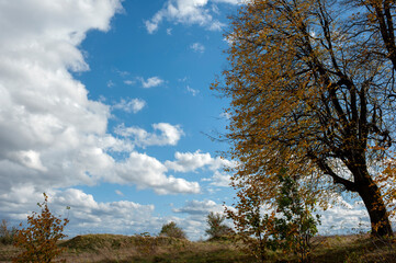 Obraz premium Autumn tree with golden leaves against a clear blue sky, showing off the vibrant colors of autumn.