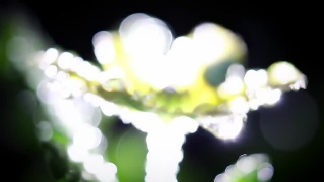 Dew drops on night flower