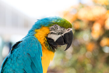 Blue and yellow macaw portrait