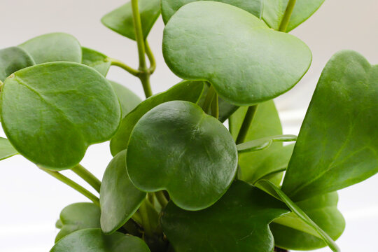 Green leaves of sweetheart hoya plant