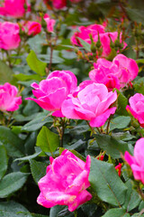 A beautiful rose bush in a public park in Japan