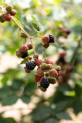 Blackberries on a bush, Rubus fruticosus