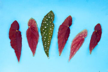 Begonia maculata leaves on white background.