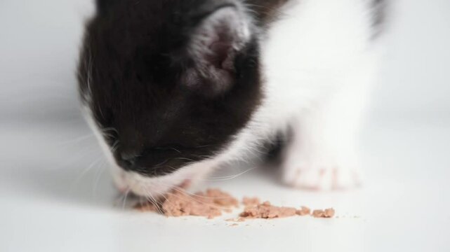 Close up video of cute black and white kitten eating wet cat food on white background. Portrait of eating kitty.