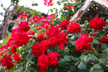 A beautiful rose bush in a public park in Japan