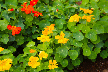 Nasturtium plant, flower with green leaves