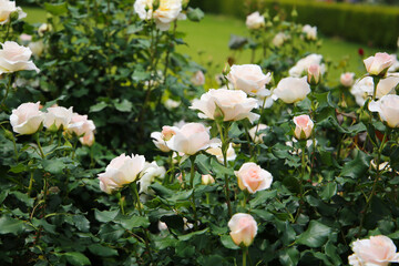 Fototapeta premium Beautiful roses in full bloom at the Japan Rose Garden.