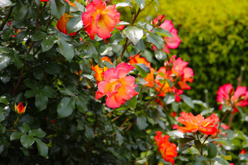Obraz premium Beautiful roses in full bloom at the Japan Rose Garden.