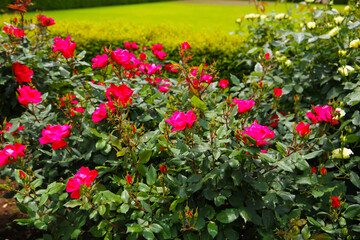 Beautiful roses in full bloom at the Japan Rose Garden.