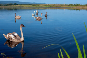A family of swans with their babies on the shore of the pond, in the morning they swim to the camp...