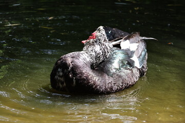 Muscovy duck at the pond
