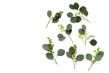 Eucalyptus leaves on white background. Green leaf branches.