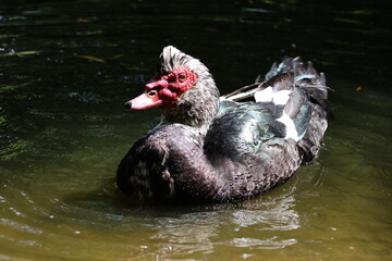 Muscovy duck at the pond