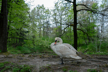 Swan walks in the green forest. Sunny day, grass.