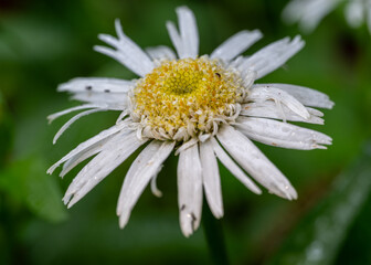daisy with dew