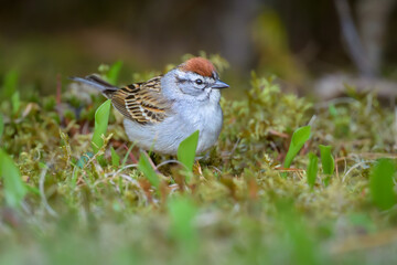 Chipping Sparrow bird on the moss covered ground