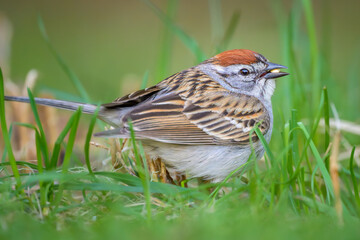 Chipping Sparrow bird on the grassy ground eating a seed